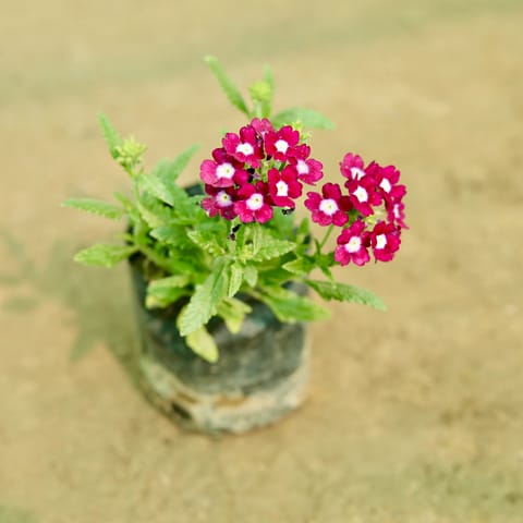 Verbena (Any Colour) in 5 Inch Nursery Bag