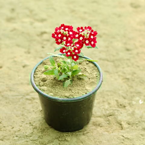 Verbena (Any Colour) in 6 Inch Nursery Pot