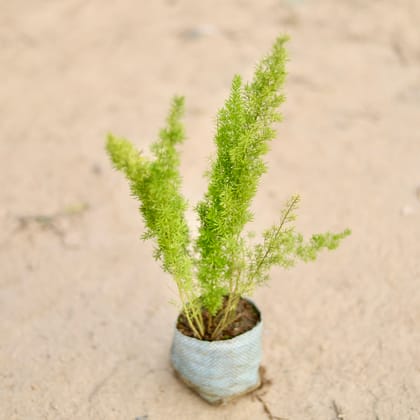Buy Asparagus Mary in 4 Inch Nursery Bag Online | Urvann.com