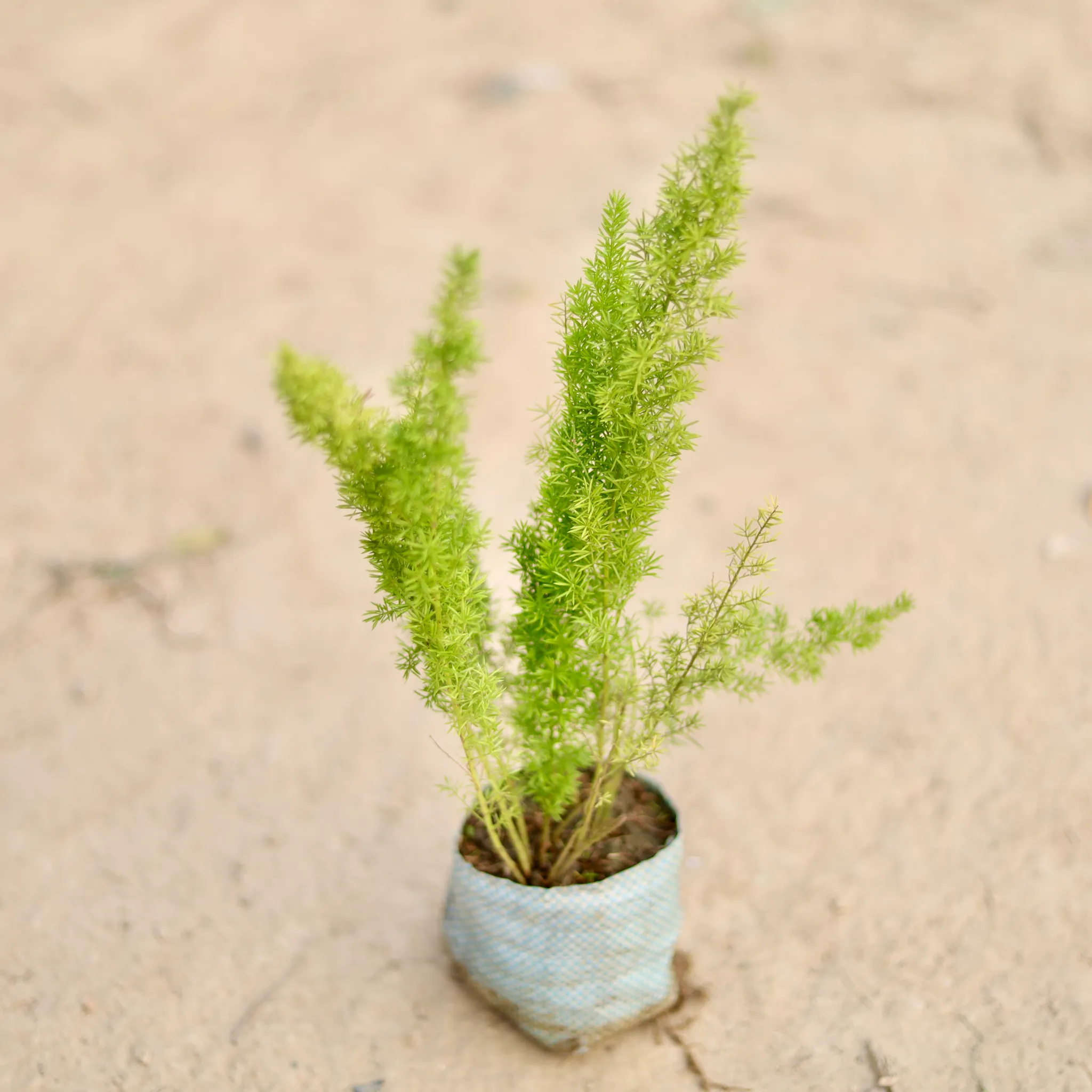 Asparagus Mary in 4 Inch Nursery Bag
