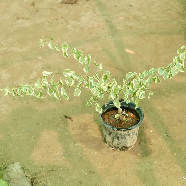 Bougainvillea (Any Colour) in 8 Inch Nursery Pot