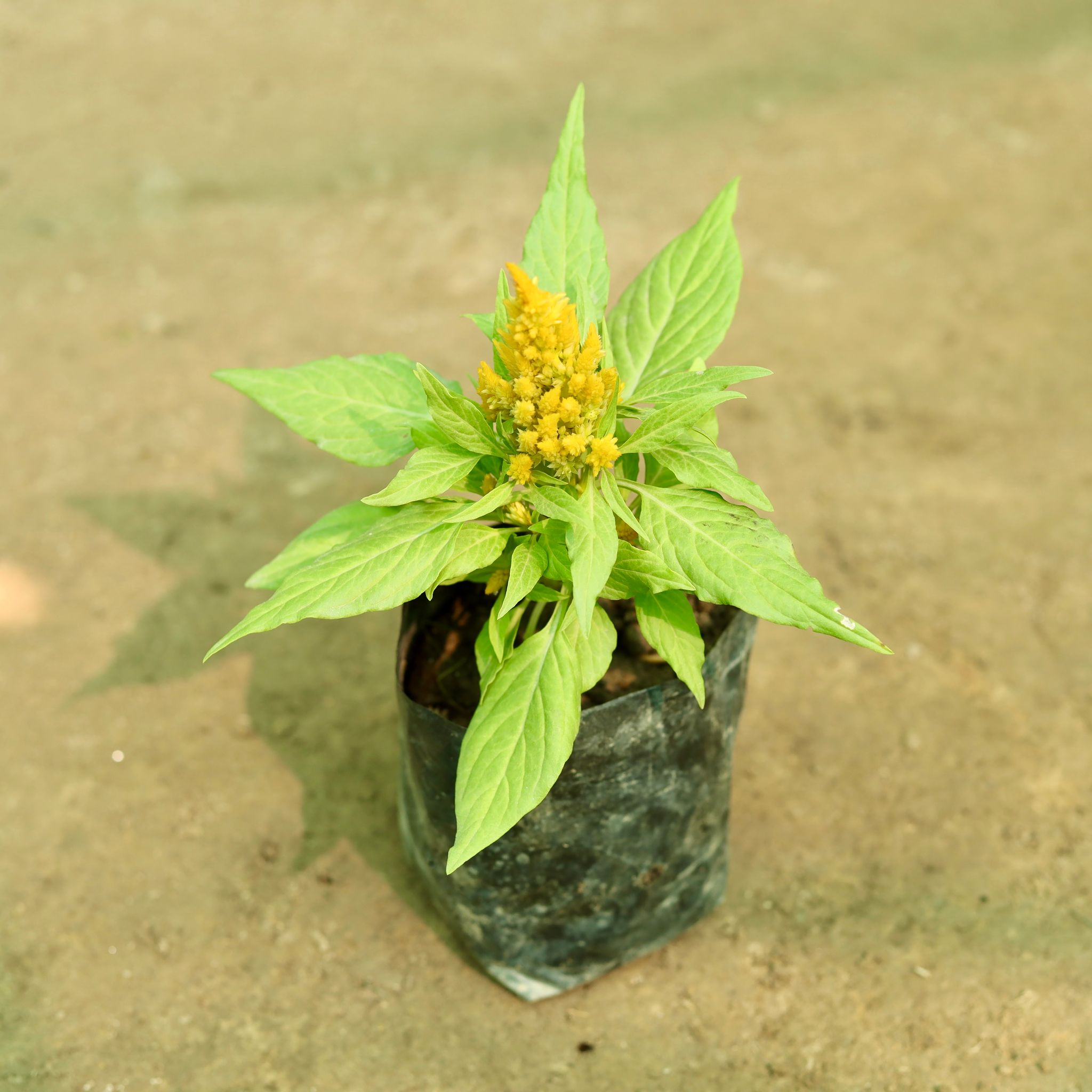 Celosia (Any Colour) in 5 Inch Nursery Bag