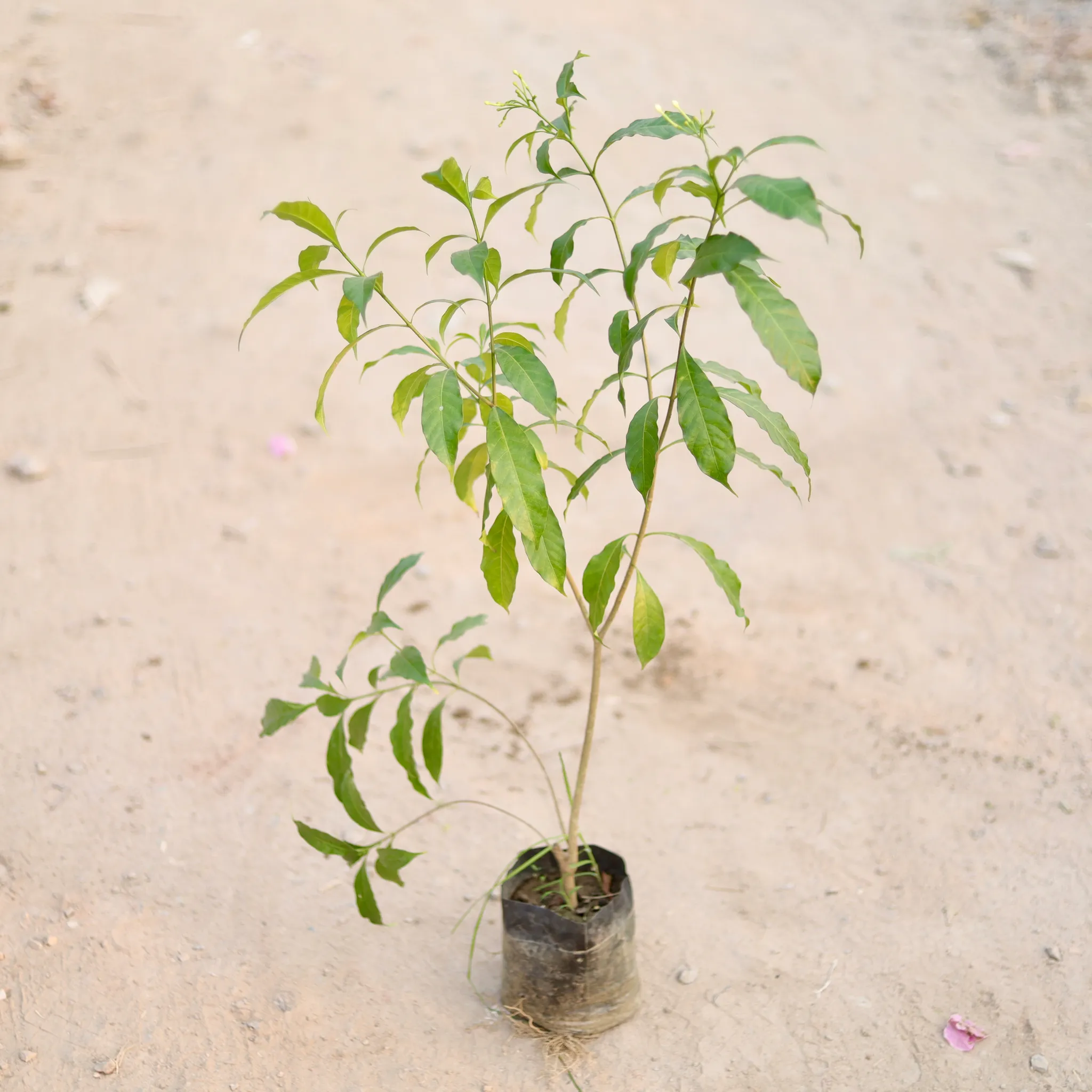 Chandni (~ 2 Ft) in 7 Inch Nursery Bag