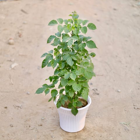 China Doll / Radermachera (~ 2 Ft) in 10 Inch Classy White Stirped Textured Plastic Pot