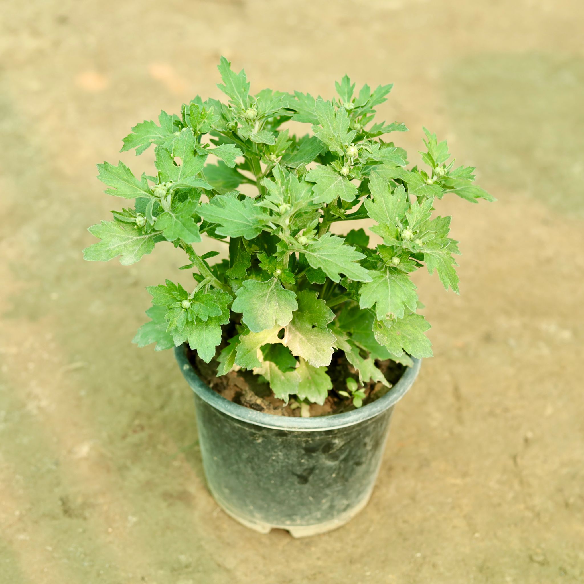 Chrysanthemum / Guldaudi / Guldawari (any colour) in 8 Inch Nursery Pot