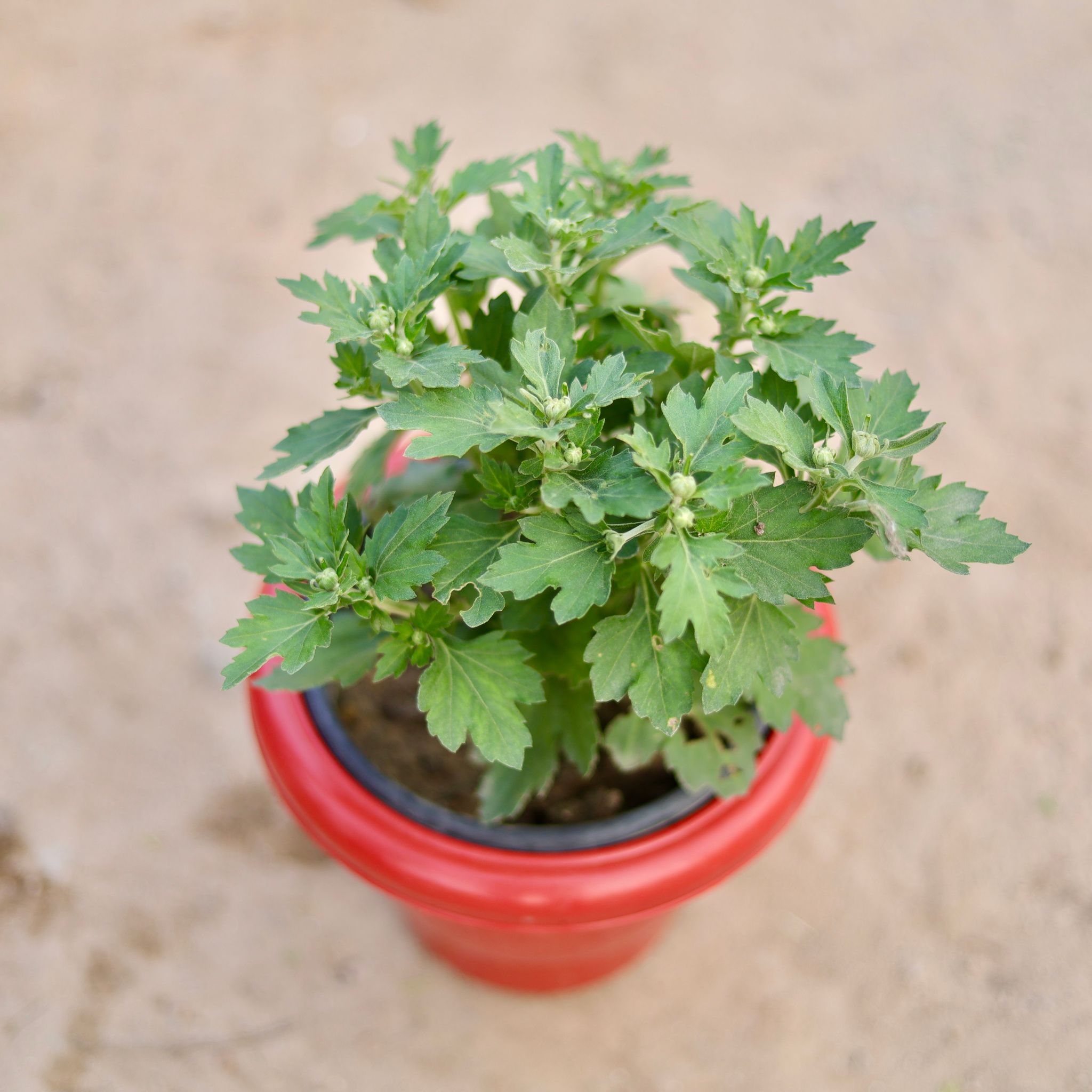 Chrysanthemum / Guldaudi / Guldawari (any colour) (~ 1 Ft) in 10 Inch Terracotta Red Classy Plastic Pot