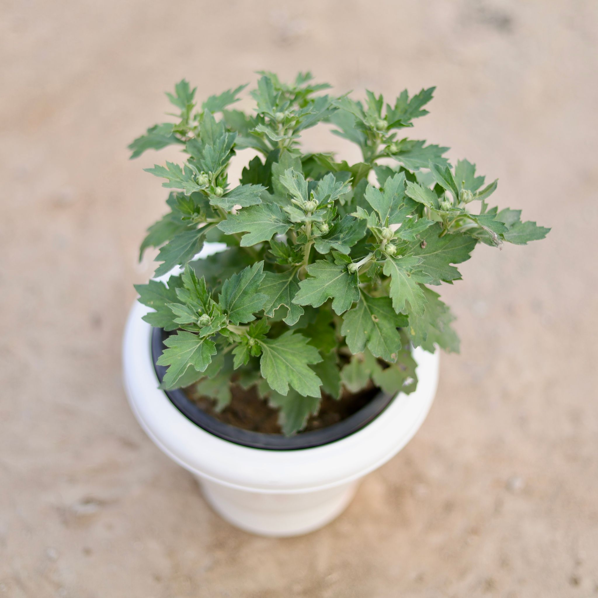 Chrysanthemum / Guldaudi / Guldawari (any colour) (~ 1 Ft) in 8 Inch Classy White Classy Plastic Pot