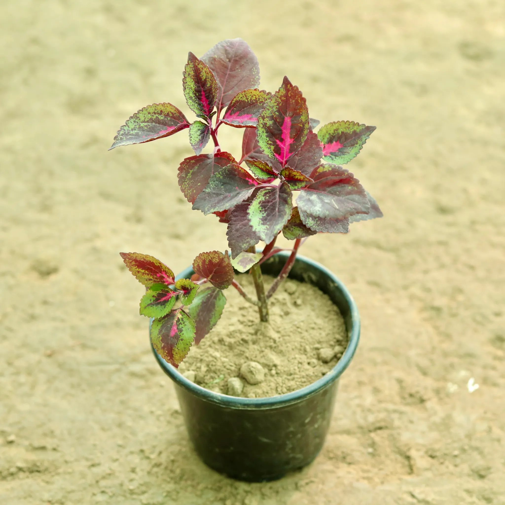 Coleus (Any Colour) (Any Design) in 6 Inch Nursery Pot