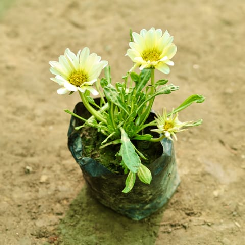 Gazania (Any Colour) in 5 Inch Nursery Bag