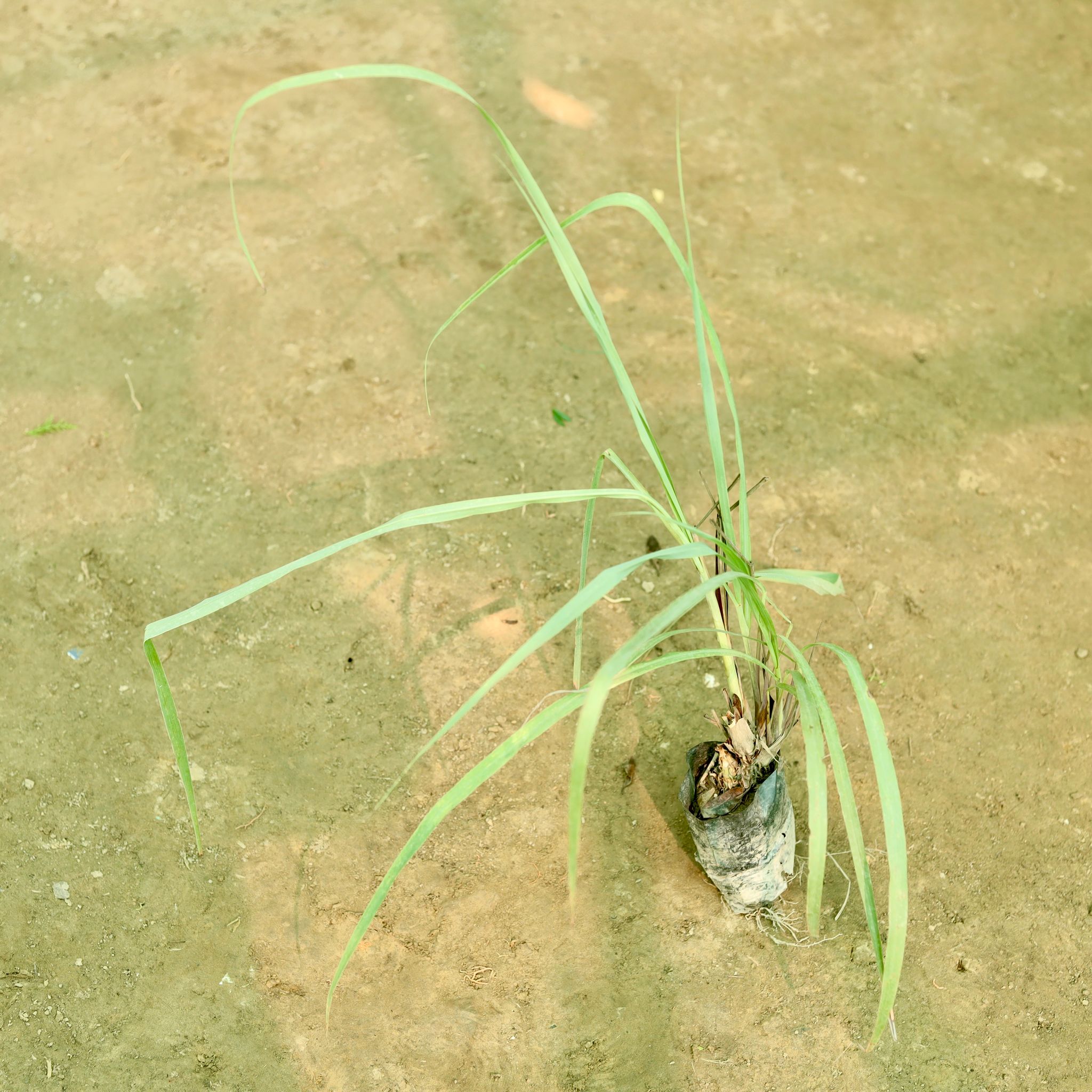 Lemon Grass in 5 Inch Nursery Bag