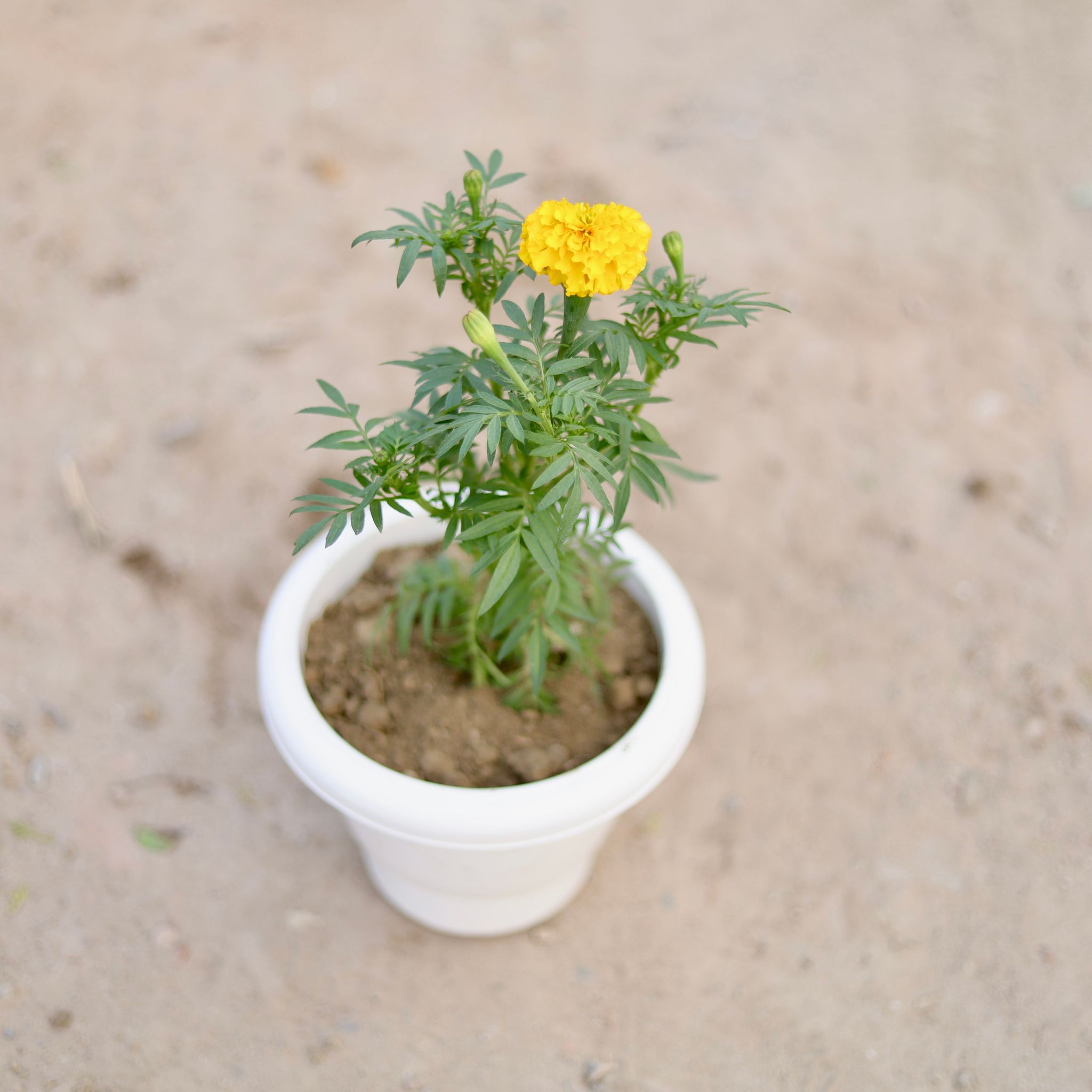 Marigold / Genda (Any Colour) in 8 Inch Nursery Pot