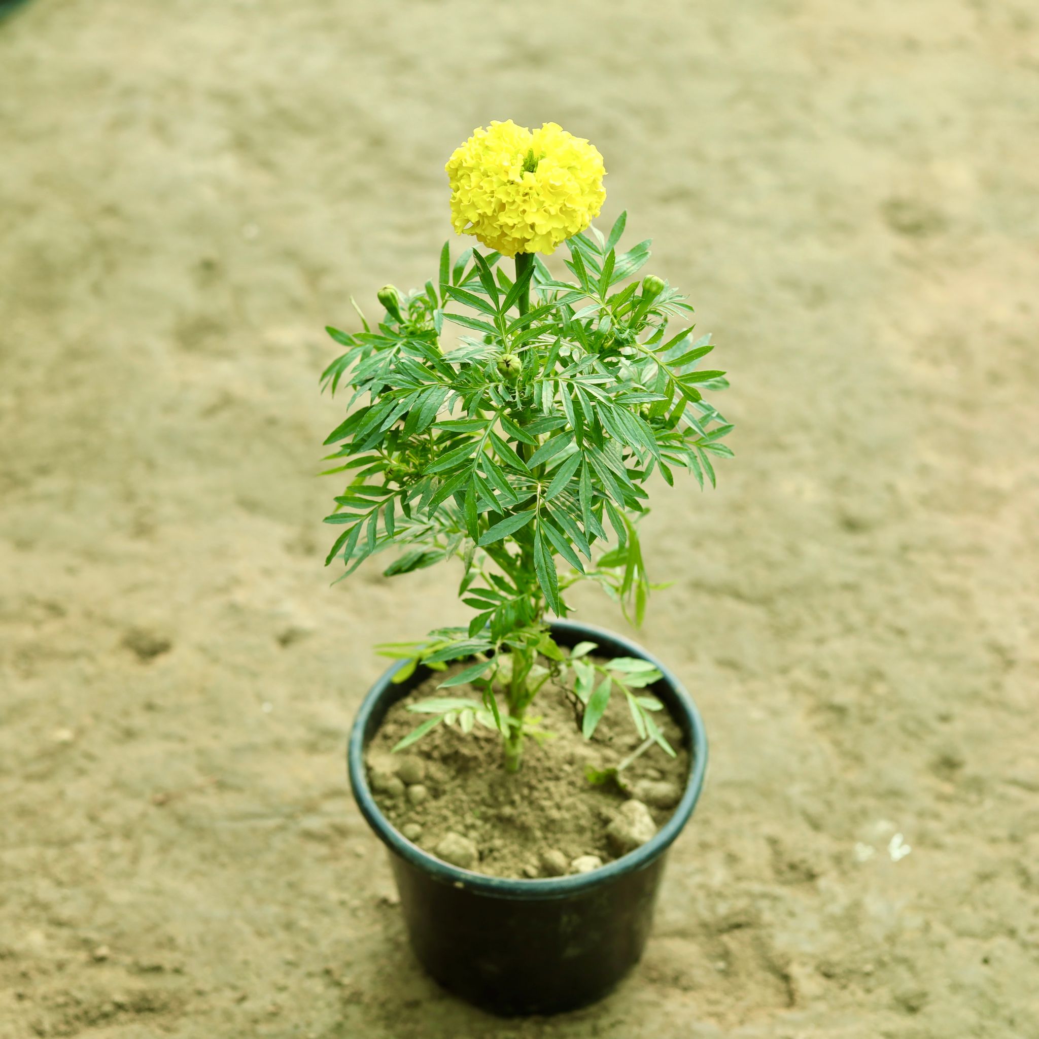 Marigold / Genda (Any Colour) in 6 Inch Nursery Pot