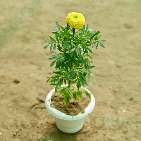 Marigold / Genda (Any Colour) in 6 Inch Classy White Classy Plastic Pot