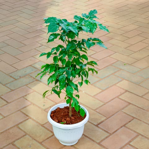 China Doll / Radermachera in 8 Inch White Classy Plastic Pot