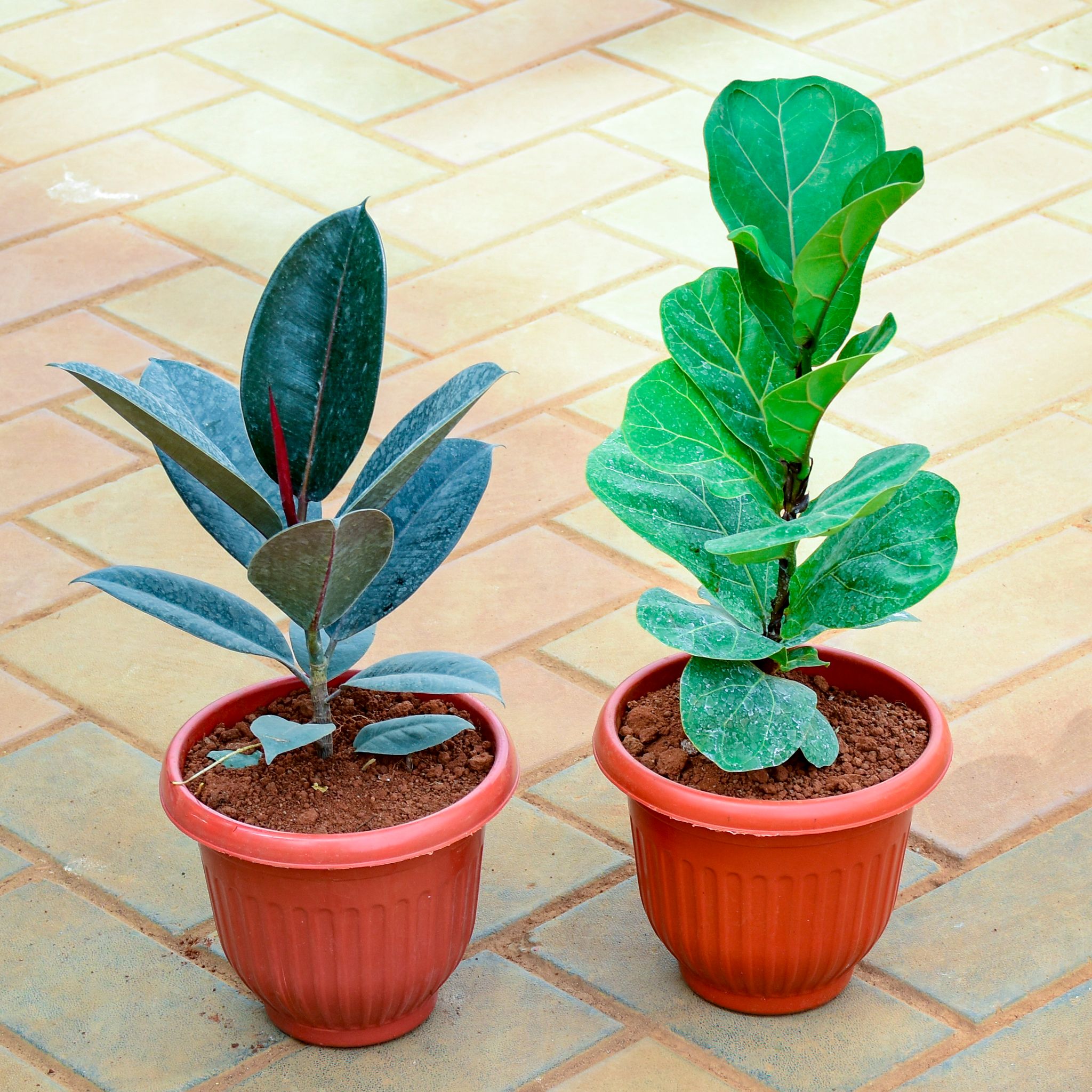 Set of 2 - Rubber Black & Fiddle Leaf Fig / Ficus Lyrata in 8 Inch Terracotta Red Olive Plastic Pot