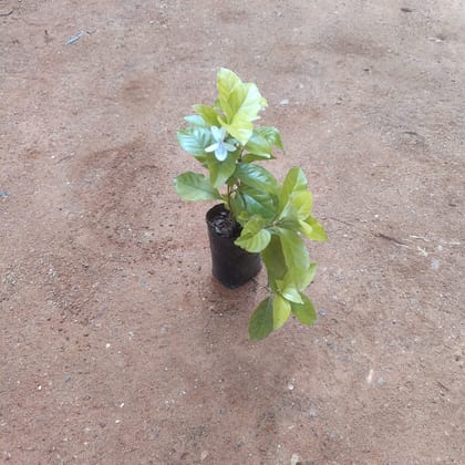 Buy Nitya Mallige / Winter Jasmine in 3 Inch Nursery Bag Online | Urvann.com