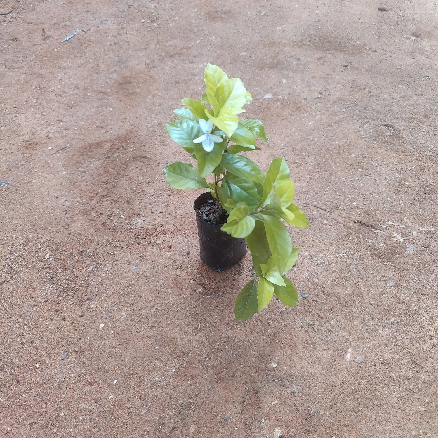 Nitya Mallige / Winter Jasmine in 3 Inch Nursery Bag