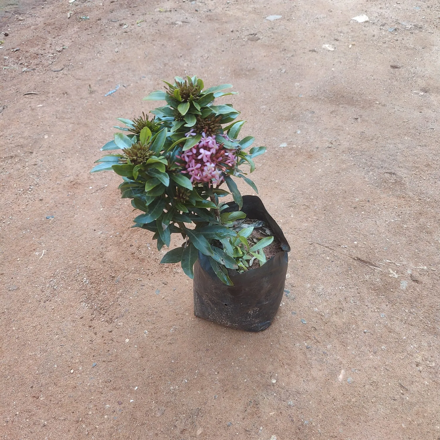 Ixora Miniature (Any Colour) in 5 Inch Nursery Bag