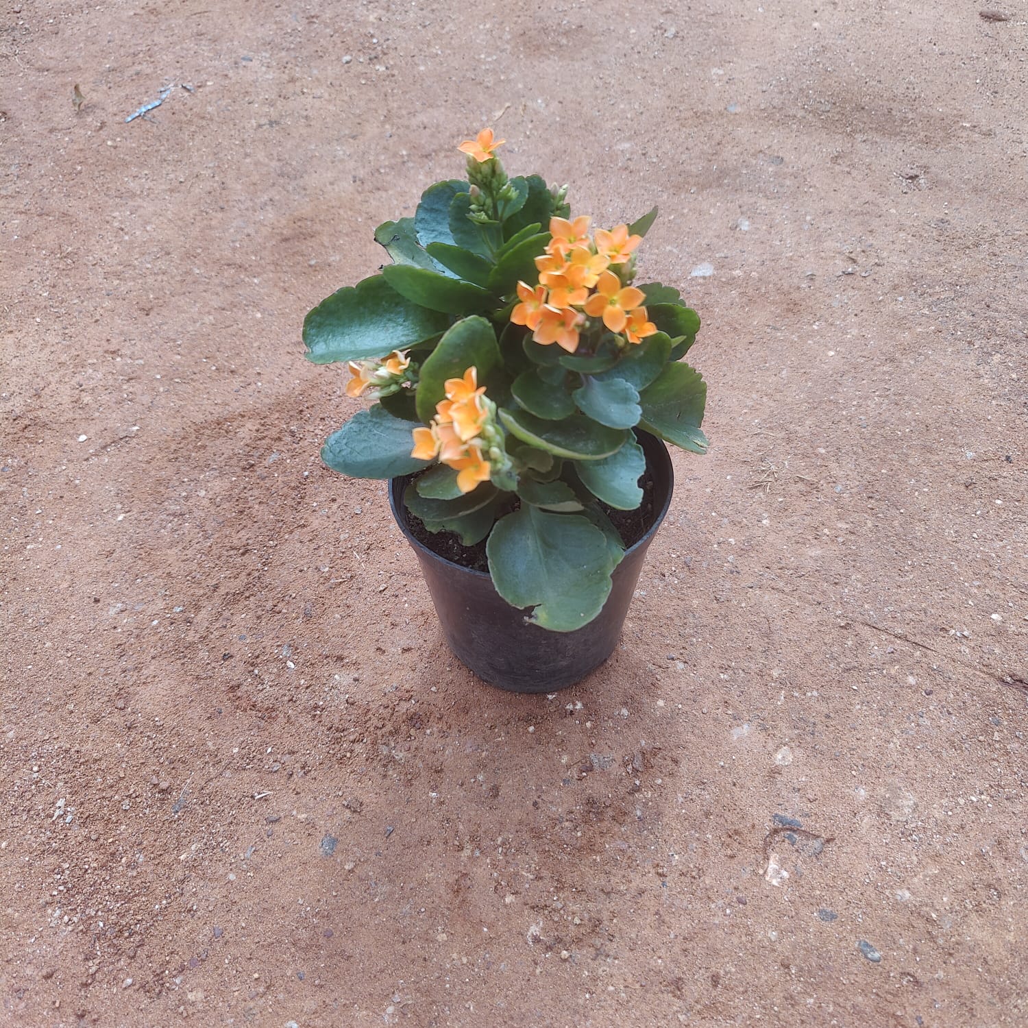 Kalanchoe Succulent (Any Colour) in 4 Inch Nursery Pot