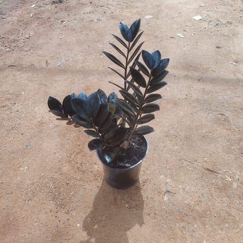 Zz Black in 5 Inch Nursery Pot