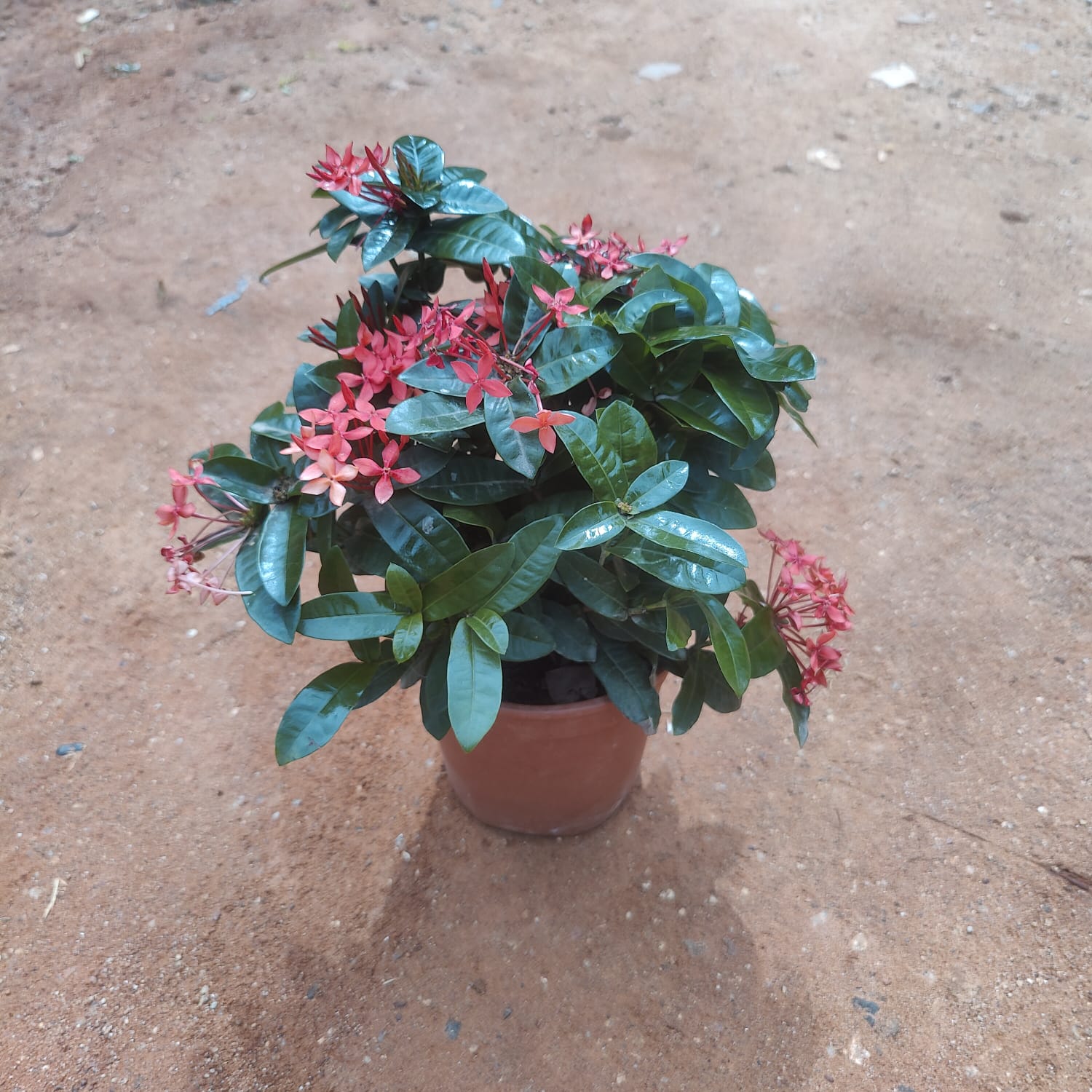 Ixora (Any Colour) in 6 Inch Nursery Pot
