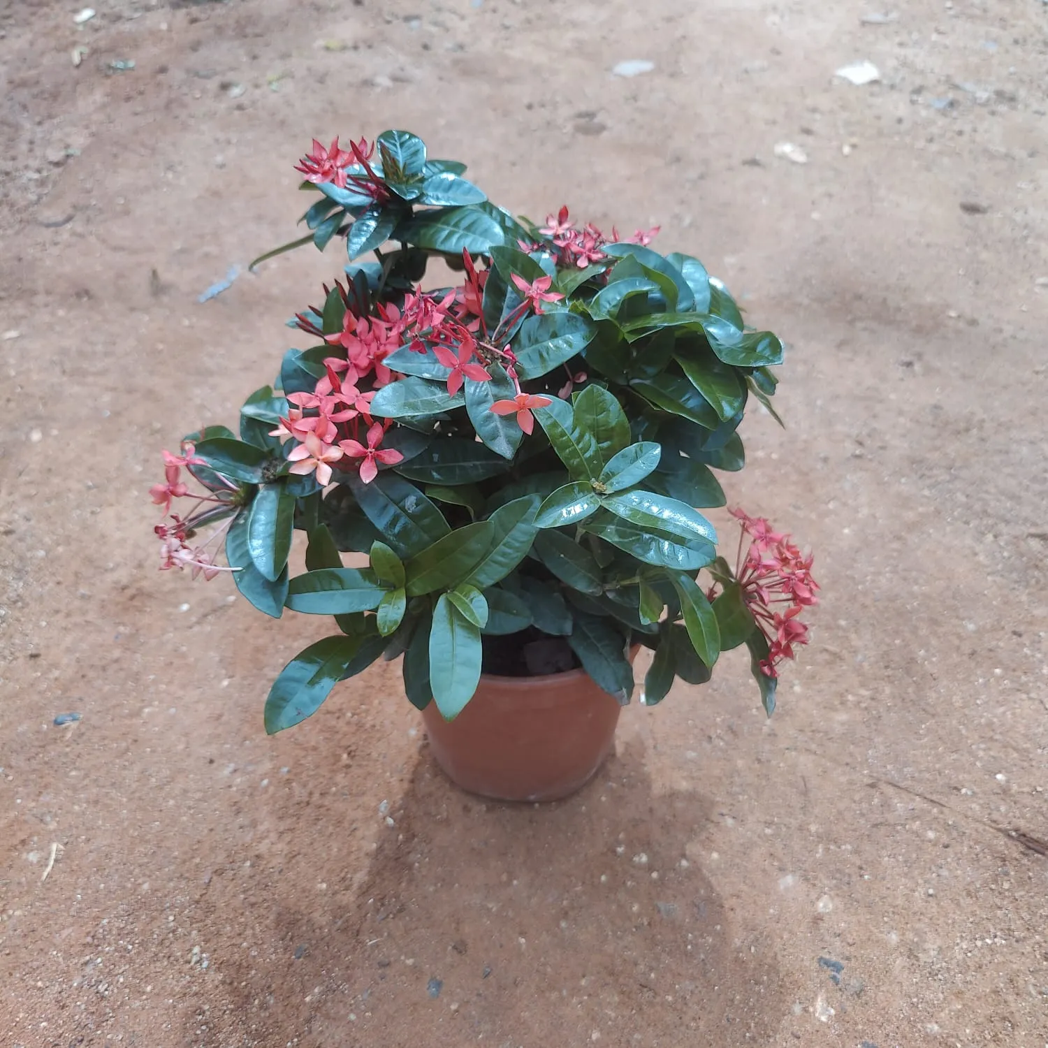Ixora (Any Colour) in 6 Inch Nursery Pot