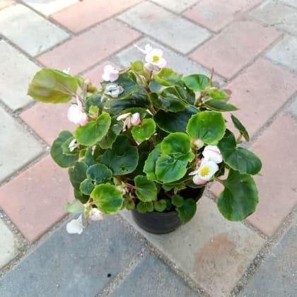 Buy Begonia White in 4 Inch Plastic Pot Online | Urvann.com