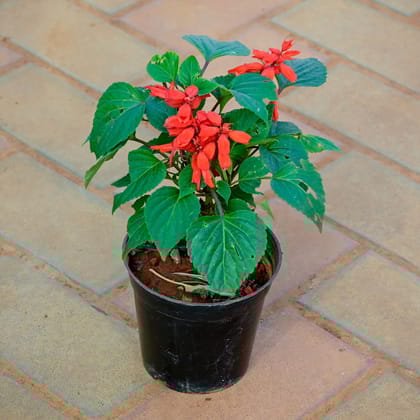 Buy Salvia Red in 4 Inch Nursery Pot Online | Urvann.com