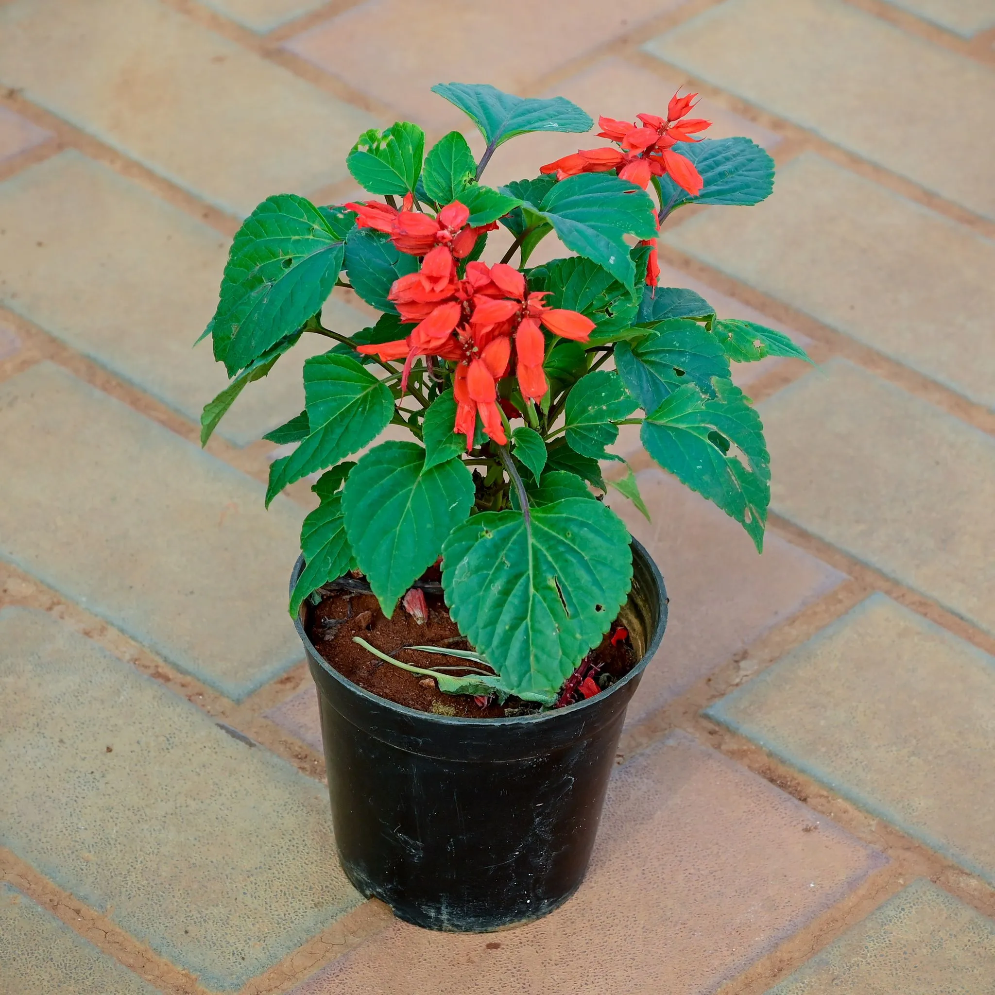 Salvia Red in 4 Inch Nursery Pot