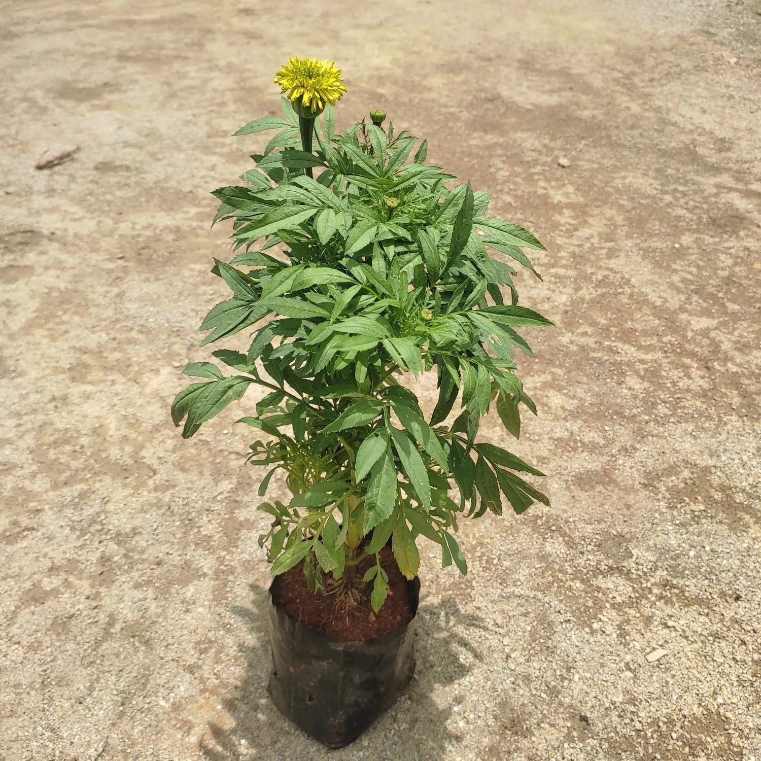 Marigold (Any Colour) in 4 Inch Nursery Bag