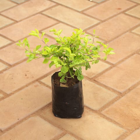 Golden Duranta in 4 Inch Nursery Bag