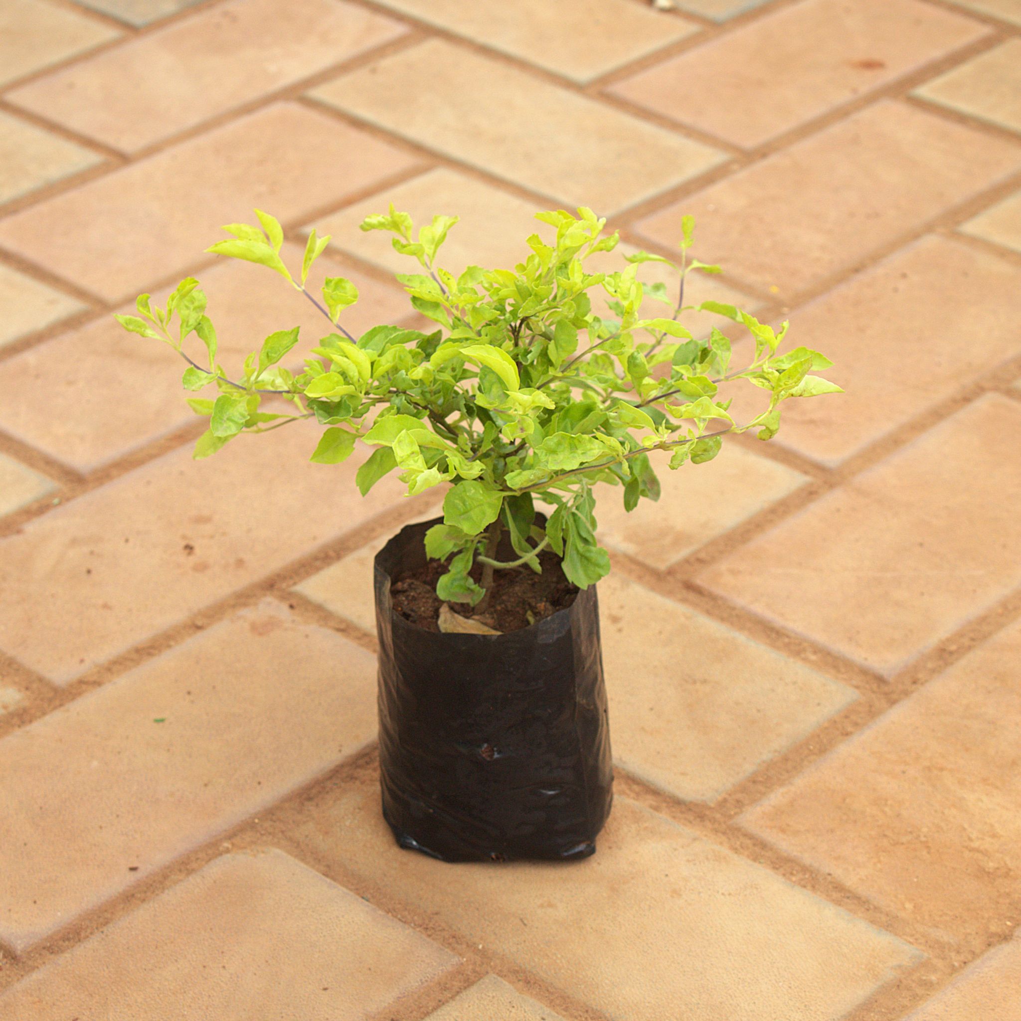 Golden Duranta in 4 Inch Nursery Bag