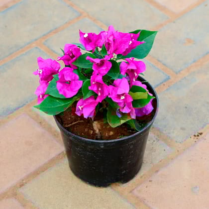 Buy Bougainvillea Pink in 5 Inch Nursery Pot Online | Urvann.com