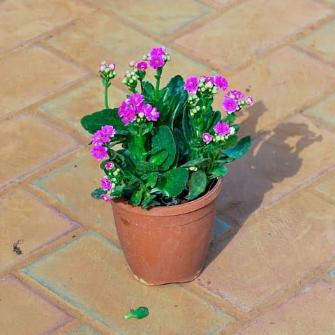 Kalanchoe Pink Succulent in 5 Inch Live Plant Nursery Pot