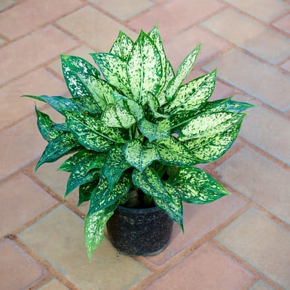 Buy Aglaonema Snow White in 5 Inch Nursery Pot Online | Urvann.com