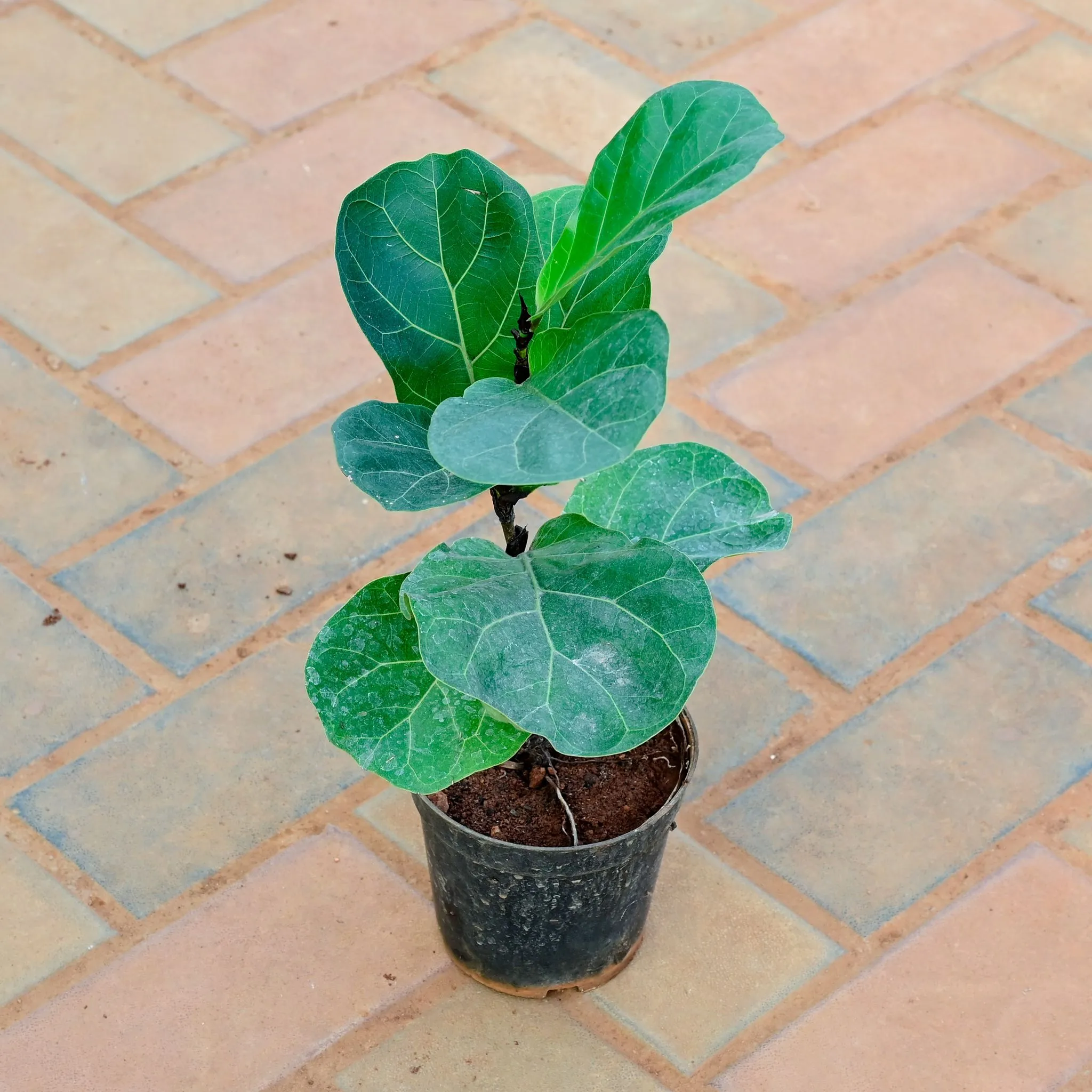 Fiddle Leaf Fig / Ficus Lyrata in 5 Inch Nursery Pot