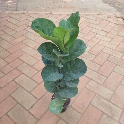 Buy Fiddle Leaf Fig / Ficus Lyrata in 5 Inch Plastic Pot Online | Urvann.com