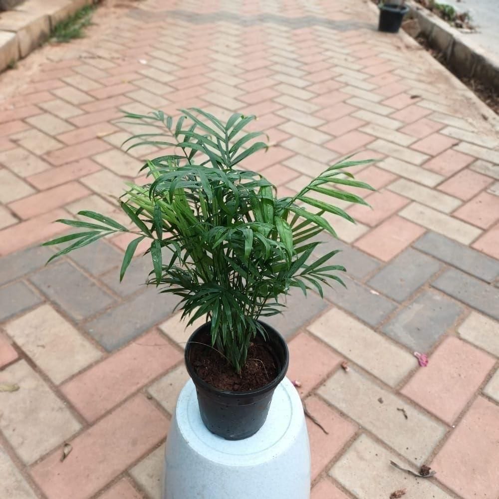 Buy Chinese / Fan Palm in 4 Inch Plastic Pot Online | Urvann.com Chamaedorea Palm in 4 Inch Nursery Pot