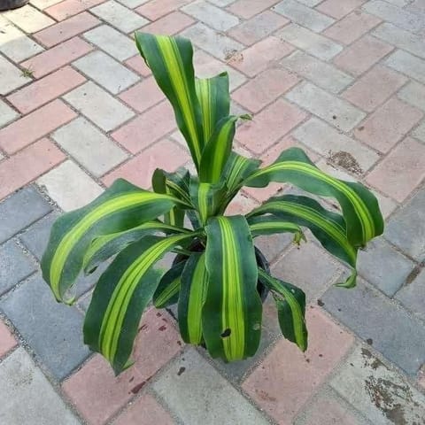 Dracaena Victoria in 5 Inch Nursery Pot