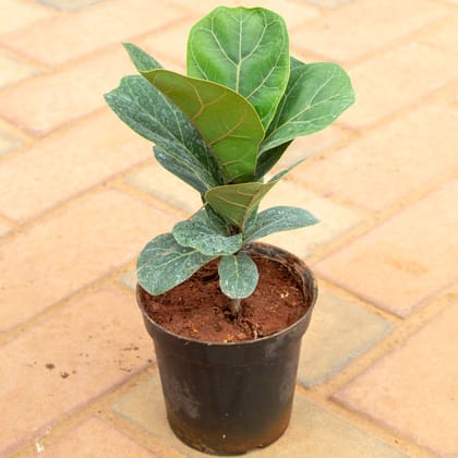 Buy Fiddle Leaf Fig / Ficus Lyrata in 5 Inch Nursery Pot Online | Urvann.com