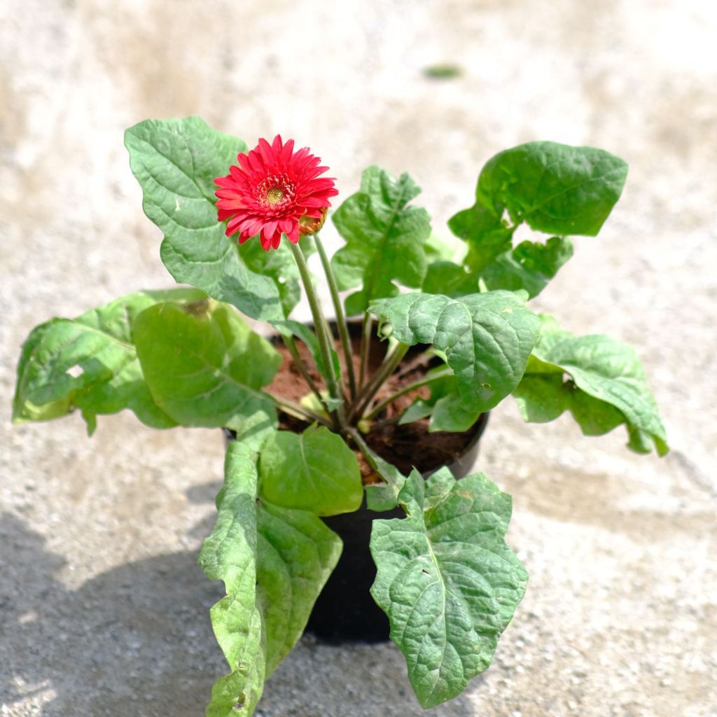 Buy Gerbera (any colour) in 4 Inch Nursery Pot Online | Urvann.com Gerbera (any colour) in 4 Inch Nursery Pot