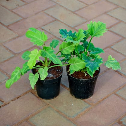 Buy Xanadu Golden in 5 Inch Nursery Pot Online | Urvann.com