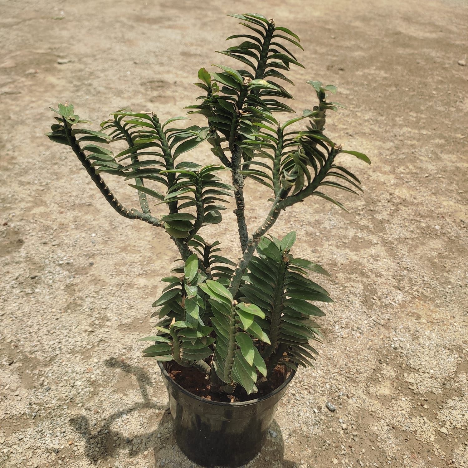 Pedilianthus / Devil's Backbone in 3 Inch Nursery Pot