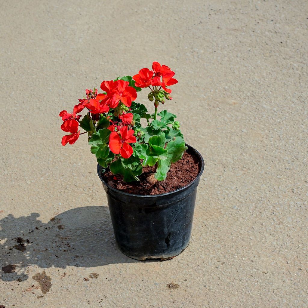 Buy Geranium Red in 5 Inch Nursery Pot Online | Urvann.com Geranium Red in 5 Inch Nursery Pot