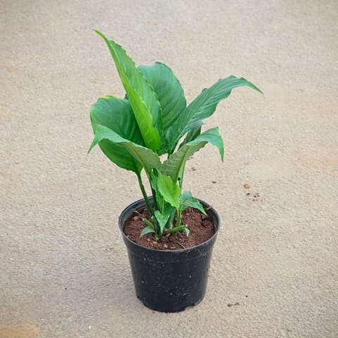 Peace Lily in 5 Inch Nursery Pot