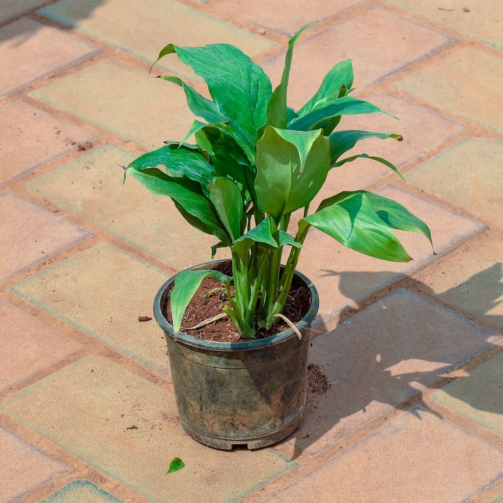 Buy Peace Lily in 4 Inch Nursery Pot Online | Urvann.com Peace Lily in 4 Inch Nursery Pot