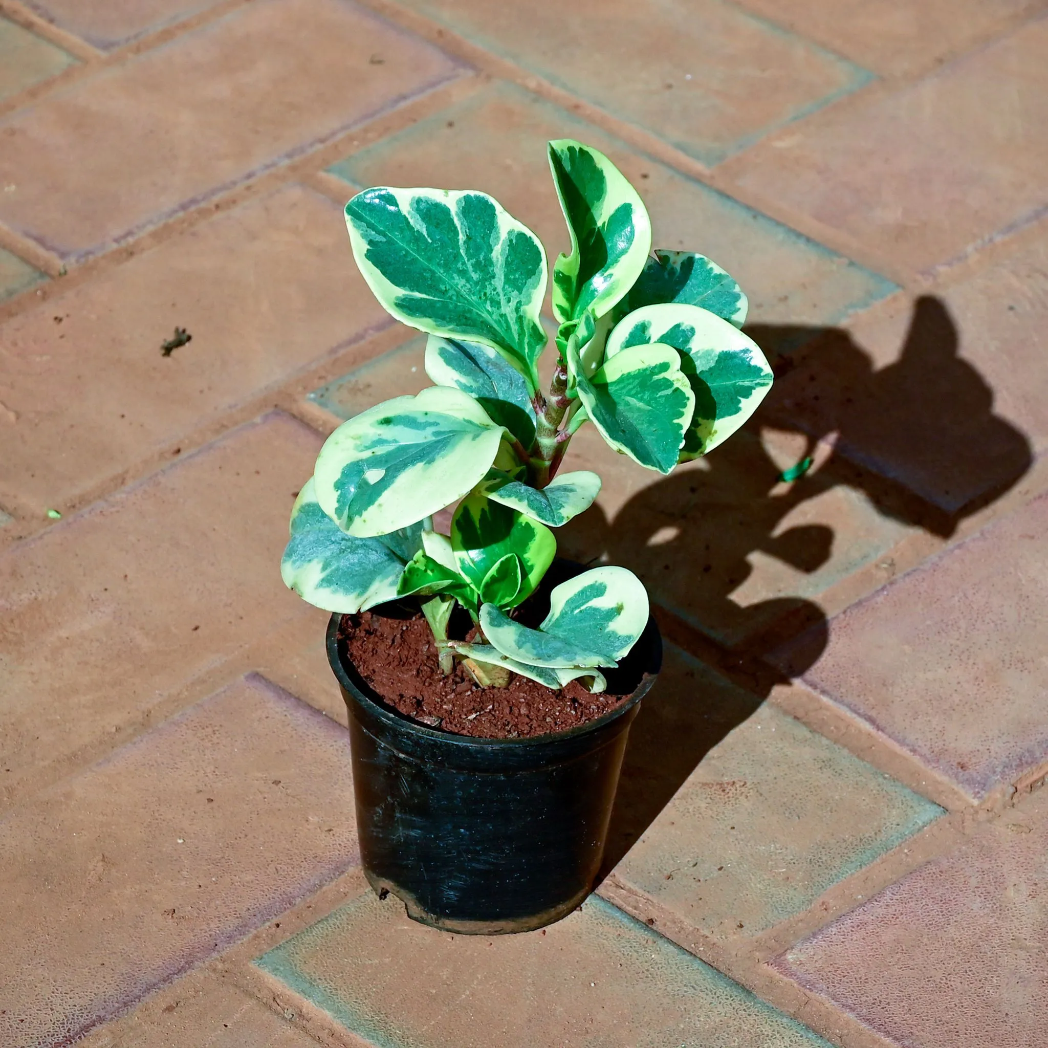 Peperomia Variegated in 4 Inch Nursery Pot