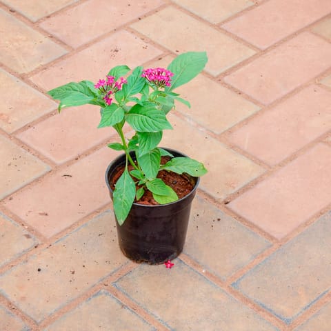 Pentas Pink in 5 Inch Nursery Pot