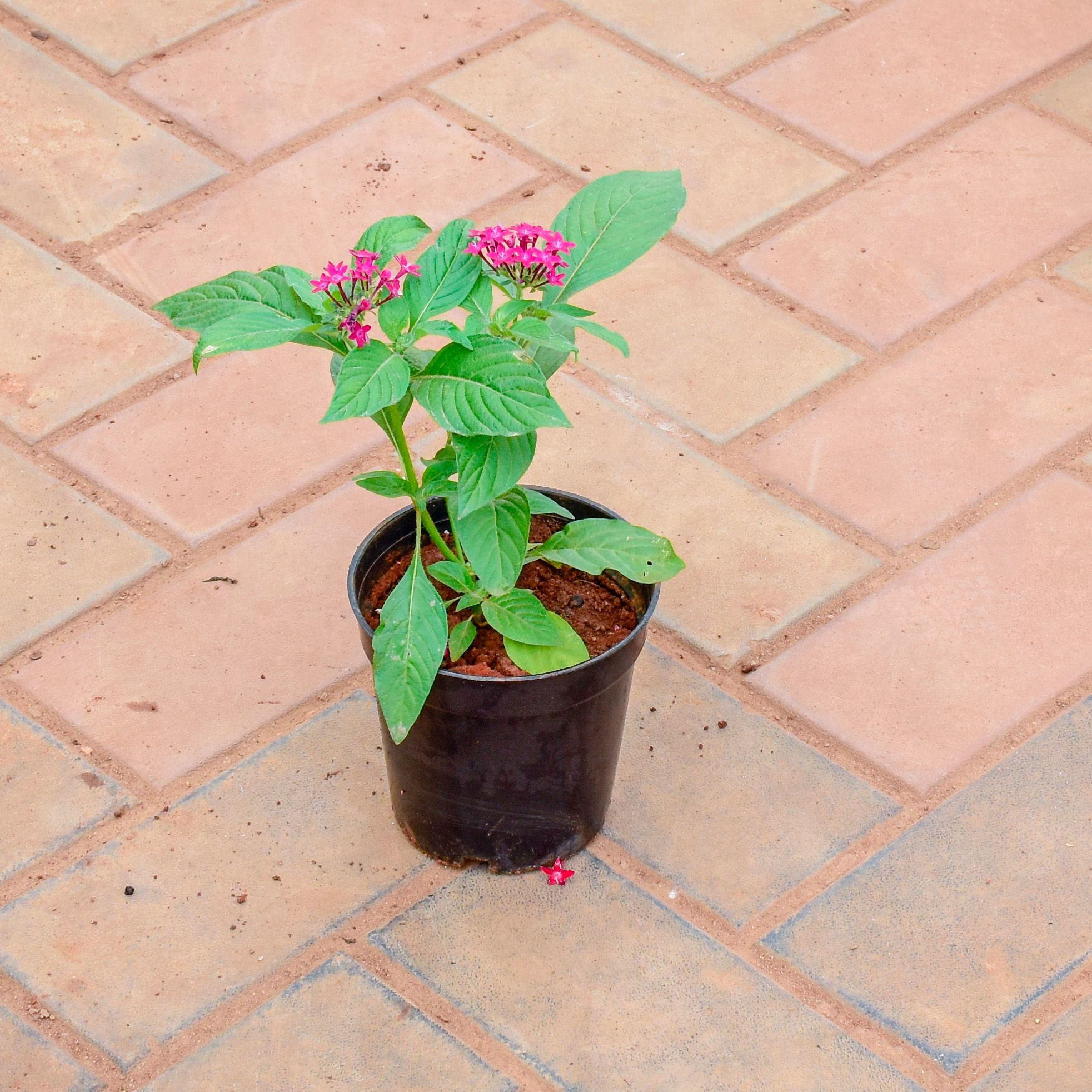Pentas Pink in 5 Inch Nursery Pot