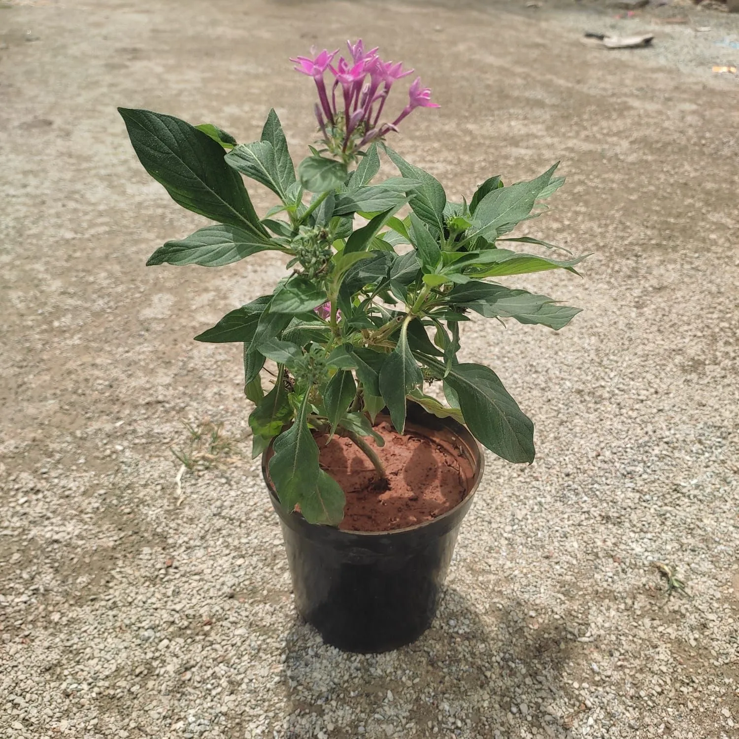 Pentas Pink in 4 Inch Nursery Pot